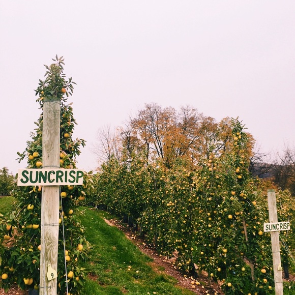 Meet your Posher, Ella - Picture 1 of 1